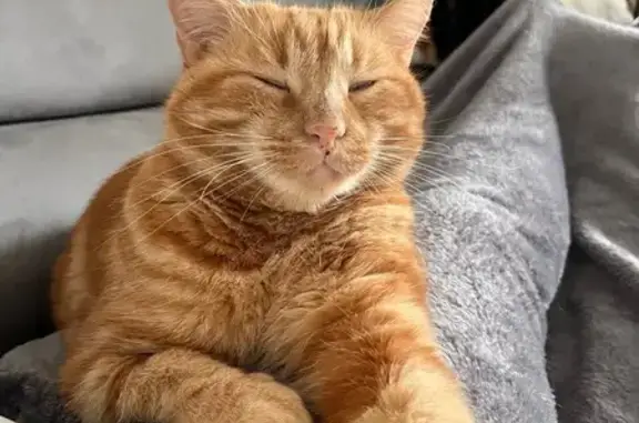 Chat perdu, Bessines-sur-Gartempe, photo: Chat roux perdu, identifié, Bessines-sur-Gartempe