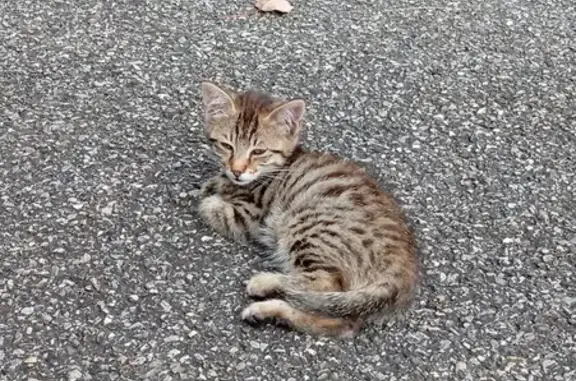 Chat trouvé Rue des Passementiers, Saint-Étienne - photo