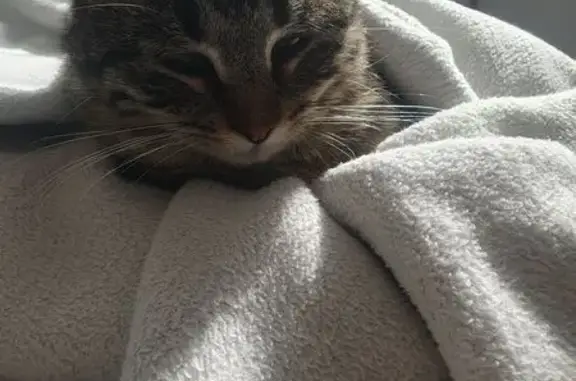 Chatte tigrée perdue à Breuil-le-Vert - photo