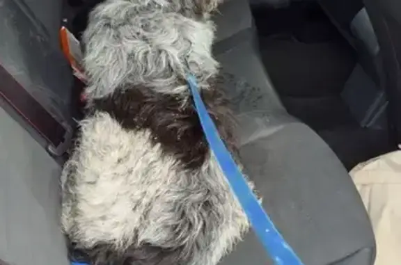 Chien trouvé Aoste, photo: Chien de chasse noir et blanc trouvé à Aoste