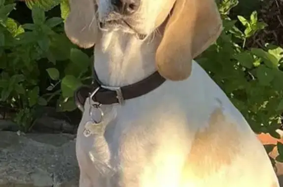 Chien beige tacheté perdu à La Tour-d'Aigues - photo