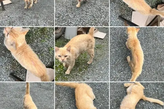 Chat roux trouvé mal en point à Périers - photo