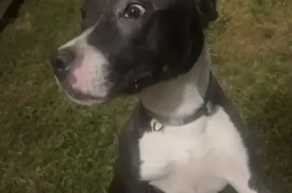 Found dog San Antonio, photo: Found: Stressed Dog 'Cash Austin' in SA