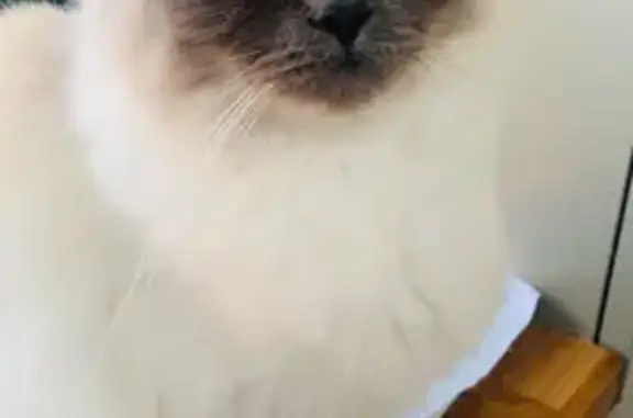 Lost Seal Point Ragdoll Cat in Liverpool