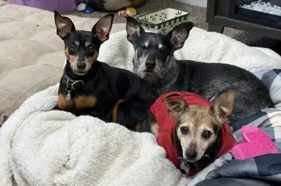 Lost pets Perrysburg, photo: Lost Mini Pincher on Simmons Rd, 28201