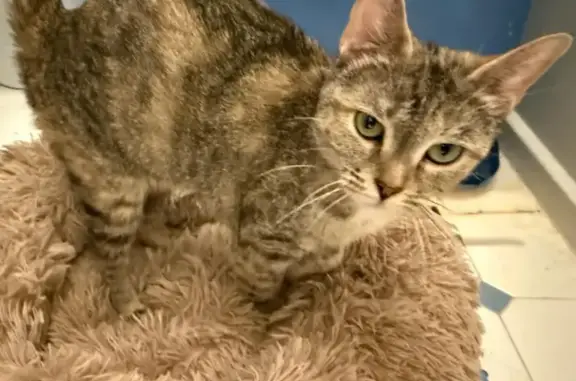 Found pets Grove City, photo: Found: Affectionate Cat Near Grove City
