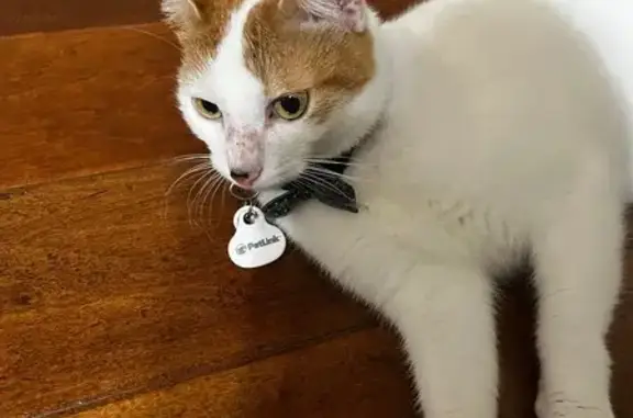 Missing cat McKinney, photo: Lost Cat: Unique White & Orange Coat