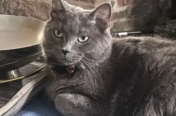 Lost Grey Cat Archer: Red Collar, Green Eyes