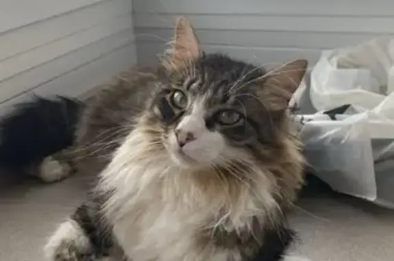 Gato Perdido: Multicolor en Castellón