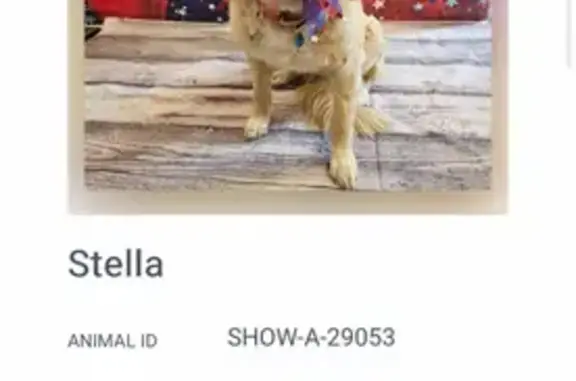 Missing dog Pinetop-Lakeside, photo: Lost Golden Retriever: Vital Collar & Chip