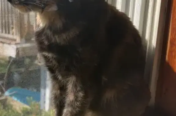 Lost Tortie Cat: Suffolk St, Bellingham