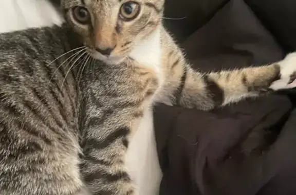 Found cat Palm Bay, photo: Found Kitten: Playful Striped Beauty