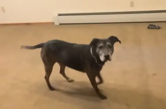 Lost Dog Riley: Black, Gray Face, Scar
