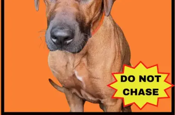 Lost Dog: Brown Bear, 1 Yr, 80lbs, Dallas