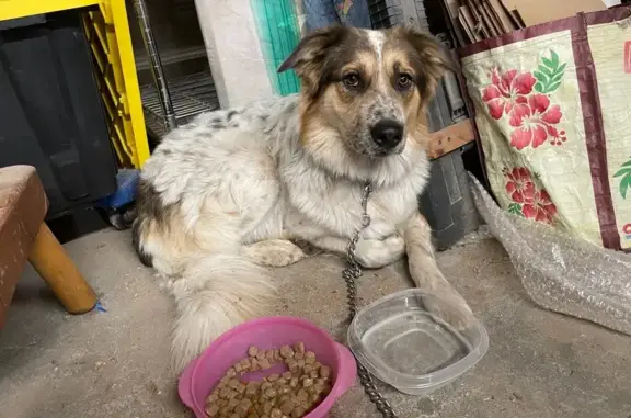 Lost and found pets Los Angeles, photo: Found Dog Near Whiteside St, LA - Contact!