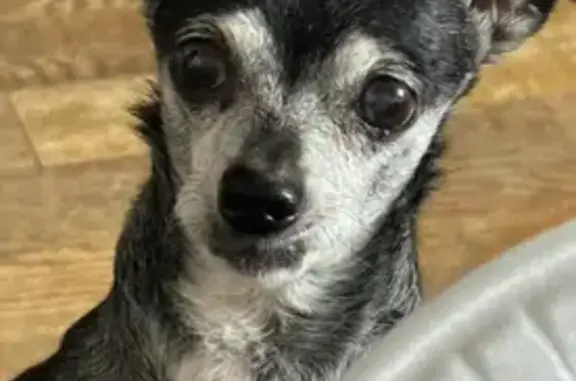 Missing dog Greenville, photo: Lost Dog Max: Black with White Markings