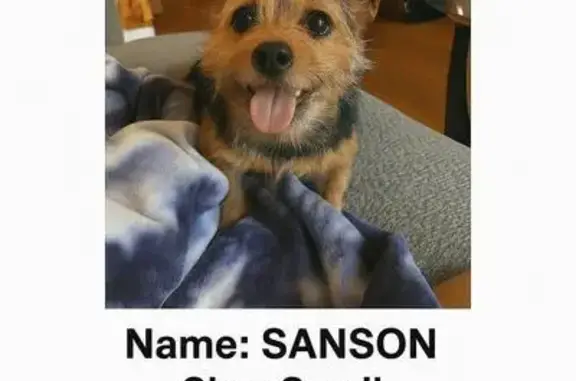 Lost Mixed Yorkie-Frenchie in Linden!