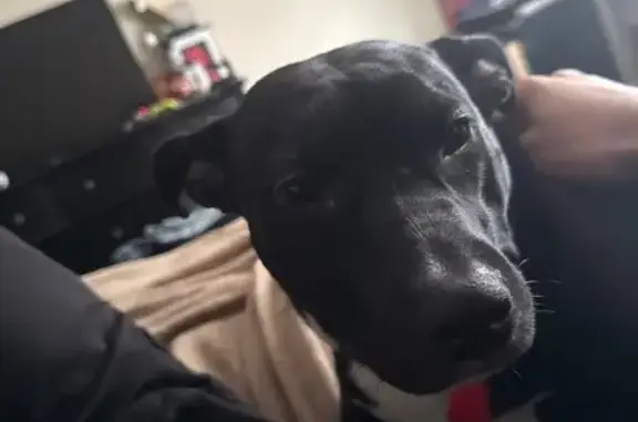 Lost Dog in Little Rock: Black with White