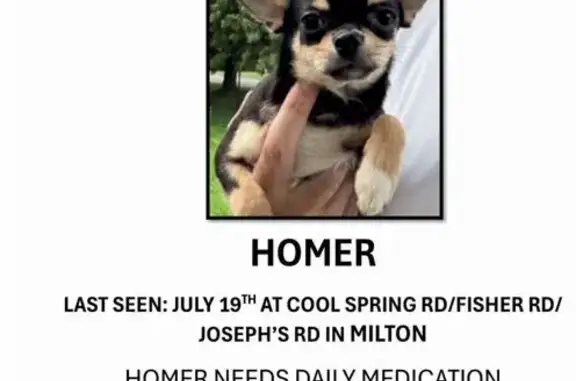 Lost Black Chihuahua: Cool Spring Rd, 20164