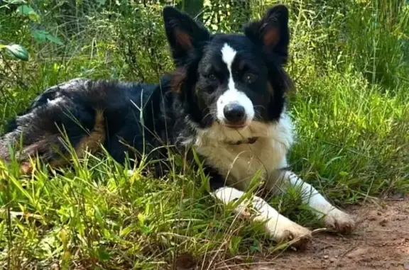 Lost Tri-Colored Dog in Whittier