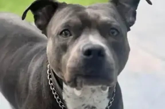Lost Blue Nose Pitbull Found & Claimed