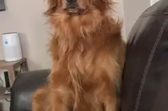 Lost Dark Red Golden in Texas: Help!