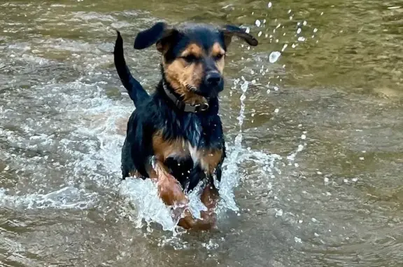 Lost Dog: Timid Remi with White Patch