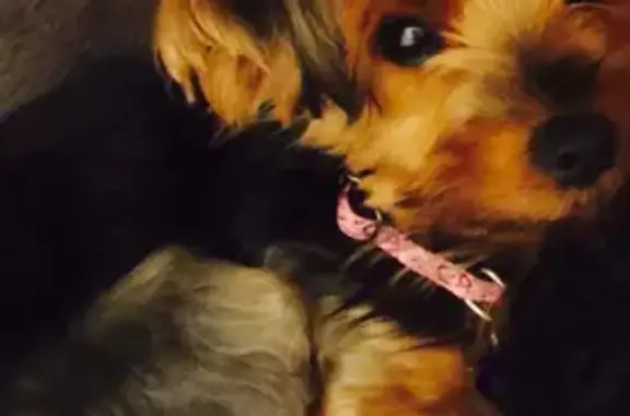 Missing dog Taylor, photo: Lost Yorkie: Paisley, 14, Pardee Rd, Taylor
