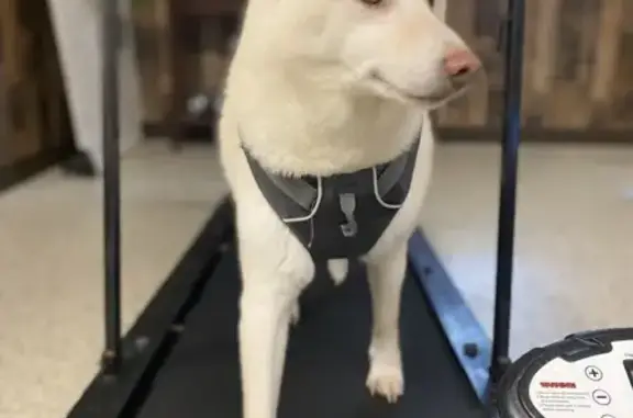Missing dog Liberal, photo: Lost Shiba Inu on Griffith Ave, Liberal