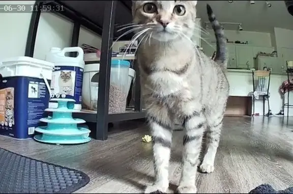 Lost pets Ypsilanti, photo: Lost: Brown Striped Cat Near Huron River