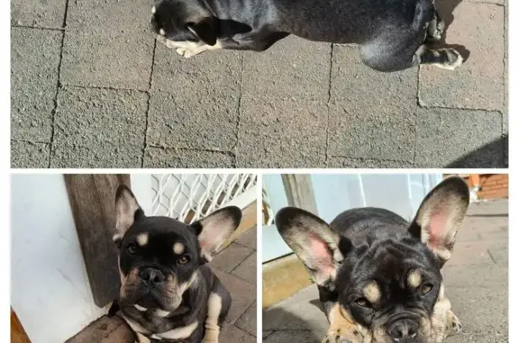 Lost: Little Johnny, Black & Tan Frenchie