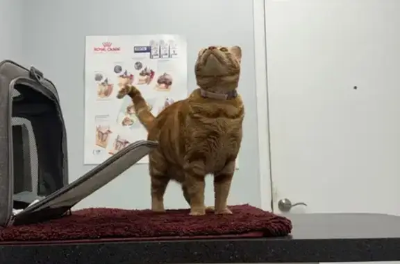 Missing cat Texas City, photo: Lost Orange Cat in College Station