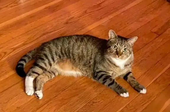 Lost Tabby: Richard, 7, Milton Area