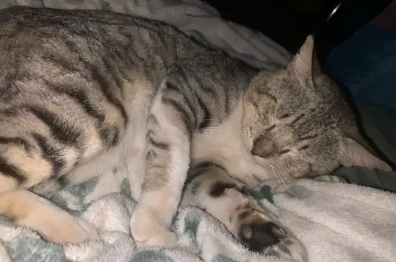 Animales perdidos Nuevo Laredo, foto: Gato Perdido: Blanco y Grande en Nuevo Laredo