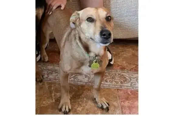 ¡Perro Canela Perdido en Roquetas de Mar!
