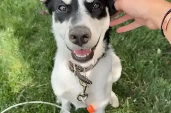 Lost Dog: White with Black Marks, Payson