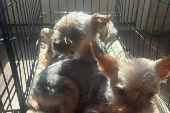 Lost Small Silver & Tan Dog in Newport News