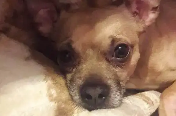 ¡Perro Chihuahua Perdido en Chicoloapan!
