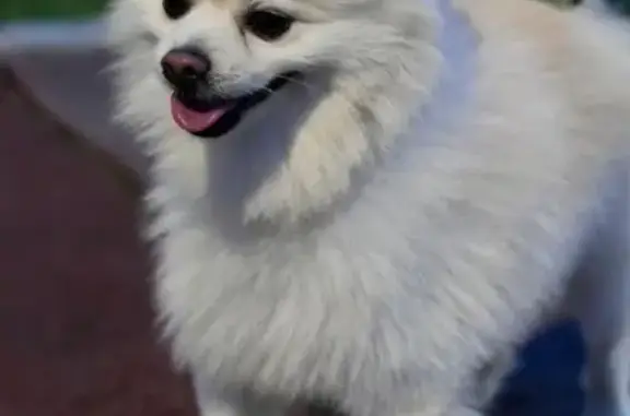 ¡Ayuda a encontrar a este perro perdido!