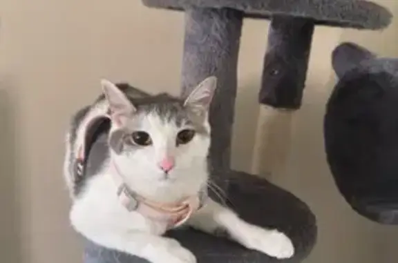 Lost pets Lombard, photo: Lost Cat: White & Gray Coco in Lombard