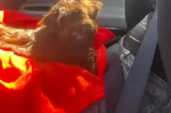Chiot marron perdu Chemin de la Pageotte - photo