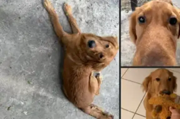 Lost Dog: Friendly with Back Scar