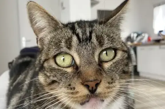 Chatte tigrée perdue à Rieux - photo