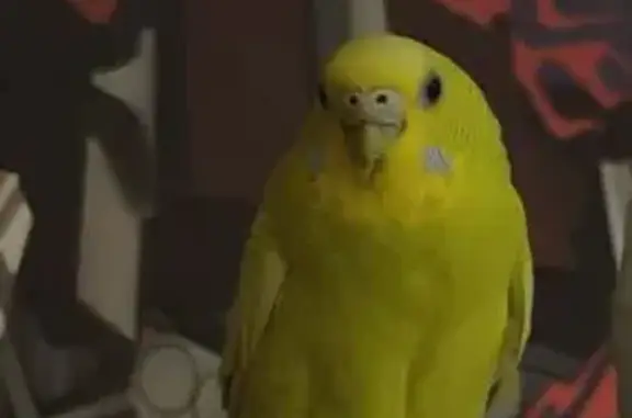 Lost Bird with Crooked Beak in Sengkang