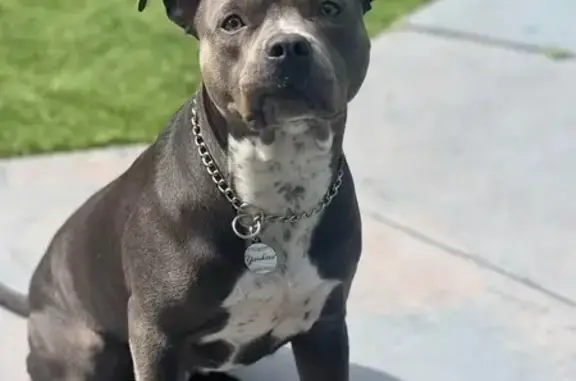 Lost Blue Nose Dog: Help Find Belle!