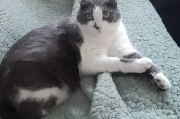 Chat perdue Rue Jules Romains, St-Avertin - photo