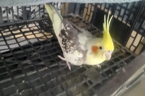Animaux trouvés Manosque, photo: Oiseau bagué rouge trouvé à Manosque