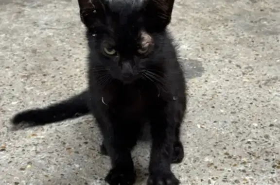 Chat trouvé Brouckerque, photo: Chaton noir trouvé, cicatrice œil gauche