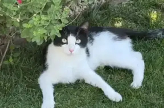 Chat perdu, Monteux, photo: Chat perdu : mâle noir et blanc à Monteux