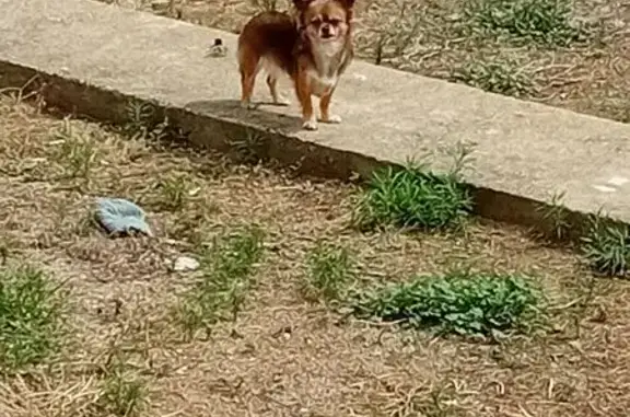 Chien perdu Lézignan-Corbières, photo : Chihuahua perdue à Lézignan-Corbières